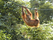 73 Young Orangutan