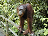76 Orangutan
