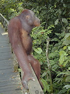 77 Orangutan