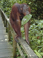 80 Orangutan
