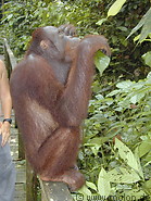81 Orangutan