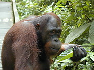 83 Orangutan