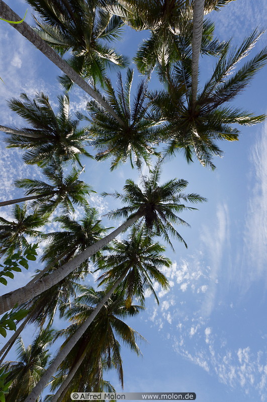Photo of Palm trees canopy. Pulau Banggi, Sabah, Malaysia