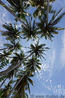 18 Palm trees canopy