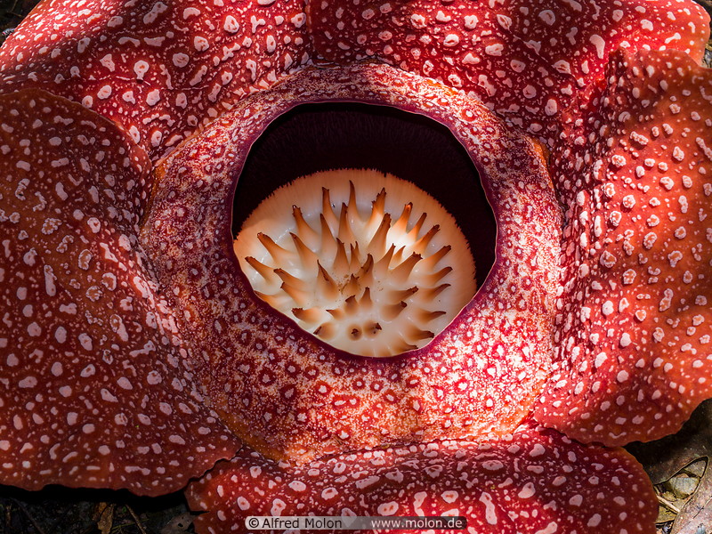 04 Rafflesia arnoldii
