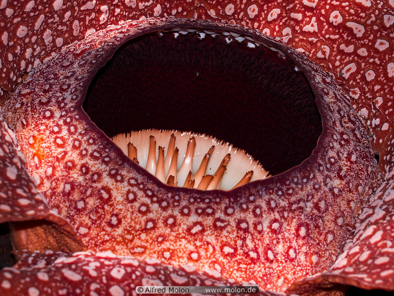 08 Rafflesia arnoldii central detail