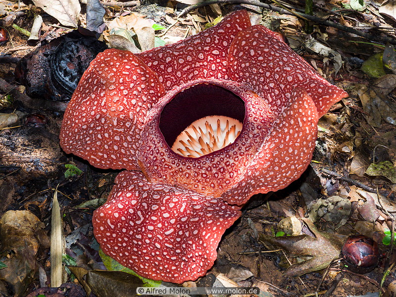 11 Rafflesia arnoldii