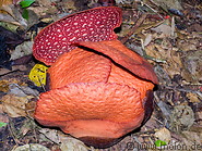 02 Rafflesia arnoldii bud