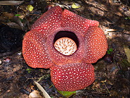 03 Fully open Rafflesia arnoldii