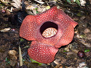 05 Rafflesia arnoldii flower