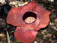 Rafflesia photo gallery  - 18 pictures of Rafflesia