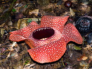 10 Rafflesia arnoldii flower