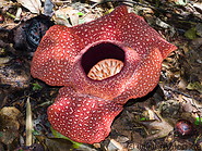 11 Rafflesia arnoldii