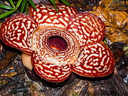 14 Rafflesia pricei flower