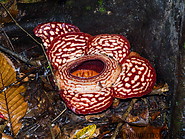 15 Rafflesia pricei