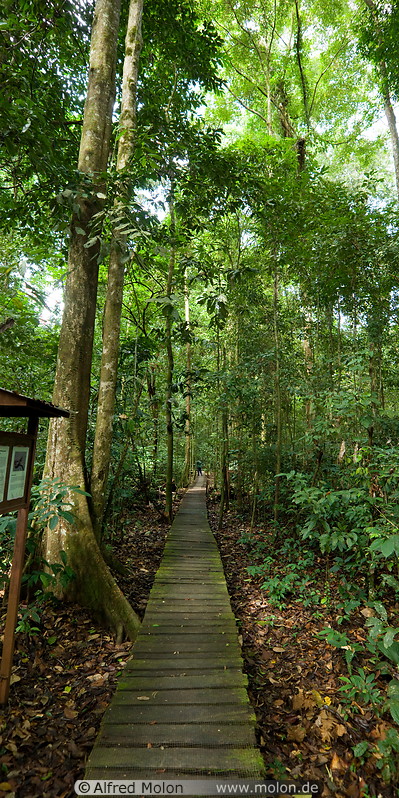 06 Walkway in jungle