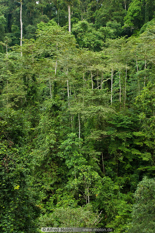 19 Tropical rainforest