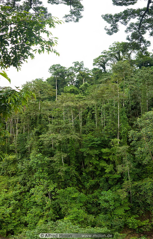 20 Jungle treetops