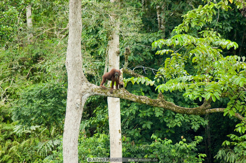 25 Orangutan on tree