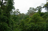 14 Jungle treetops