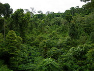 18 Jungle treetops