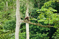 25 Orangutan on tree