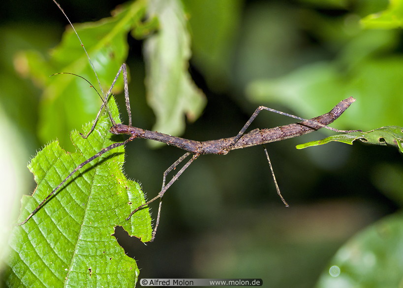 21 Stick insect
