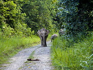 07 Borneo pygmy elephants
