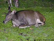 15 Sambar deer