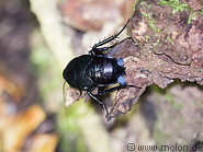 19 Black beetle