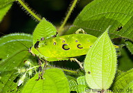 20 Leaf katydid insect