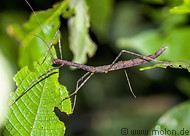 21 Stick insect