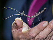 22 Stick insect