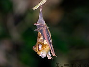 26 Diadem leaf-nosed bat