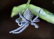 27 Blue tarantula spider