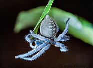 28 Blue tarantula spider