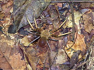 29 Huntsman spider