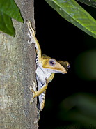 30 Borneo eared tree frog