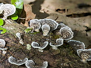 41 Trametes versicolor mushrooms