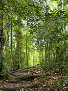 43 Rainforest trail