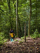 44 Rainforest trail