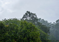 56 Rainforest during the rain