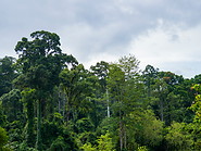 58 Rainforest