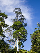 65 Tall tree