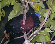 82 Crested fireback forest pheasant