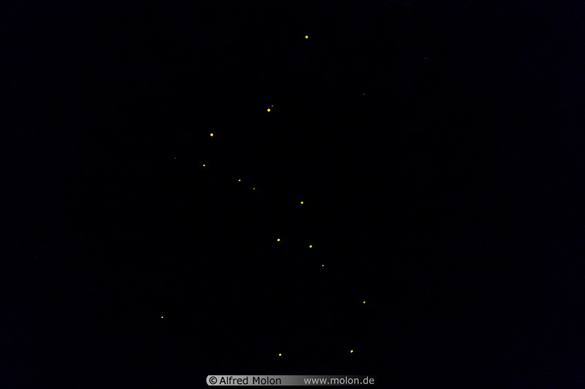 25 Fireflies