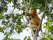 10 Proboscis monkey