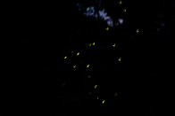 24 Fireflies