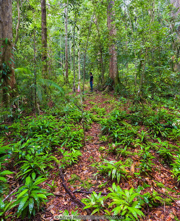 23 Rainforest trail