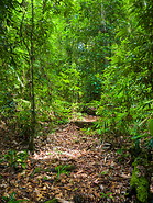 25 Rainforest trail